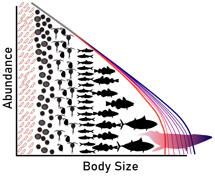 Image of a size spectra showing the decline in abundance with body size. There are eight lines that from left to right change from red to blue. Under the lines there are organisms of different size with decreasing abundance with increasing size